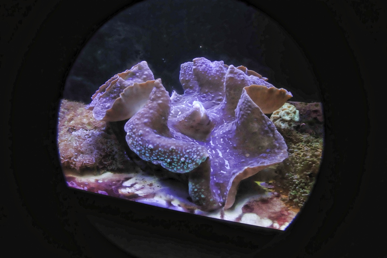 Giant Clam 18